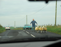 Irish traffic jam