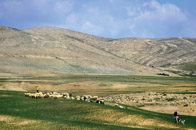 Negev shepherds