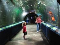 Kenna's special trip to the Newport Aquarium, 10/27/2010