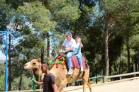 Riding a Bedouin camel, Israel, 2011
